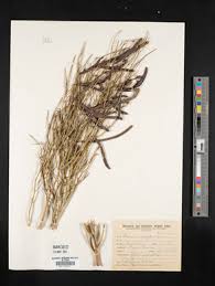 Image result for Cassia angolensis