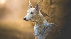 #yosemite #national park #nature #4k #mountains #sky #wallpaper #background #iphone. Wallpaper Italian Greyhound Dog Portrait 3840x2160 Uhd 4k Picture Image