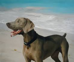 Design your everyday with pet portrait canvas prints you'll love. Wonderful Realist Weimaraner Dog Portrait Dog Artists