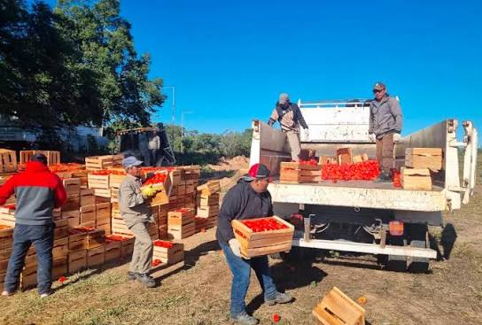 Salta: Se evitó el comercio de 46 toneladas de hortalizas sin acreditación de origen | Argentina.gob.ar