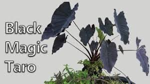 Can colocasia esc be growen in ponds. Season 4 Pond Tub Standout Plant Youtube