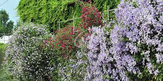 We did not find results for: Waldreben Clematis Zrodlo Dobrych Pnaczy