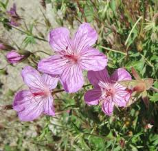 Maybe you would like to learn more about one of these? Boise Wildflower Field Guide Introduction