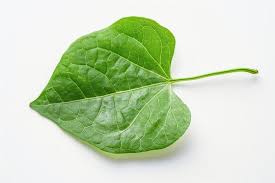 Image result for Tinospora tenera