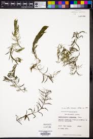 Image result for Ceratophyllum muricatum