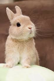 C93kkxquaaa8hya Jpg 684 1024 Babytiere Niedliche Tierbabys Susse Tiere