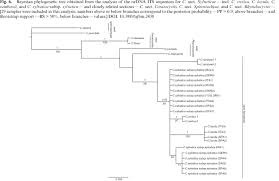 Image result for Carex bequaertii