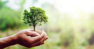 Símbolos que relacionamos con naturaleza, equilibrio y ecología. Actividades Para Celebrar Con Ninos El Dia Mundial Del Arbol Madres Hoy