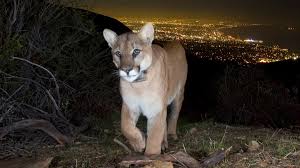 First fatal mountain lion attack in 20 years leaves man dead and brother  injured in Georgetown, California