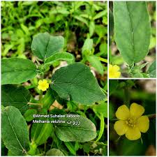 Image result for Melhania velutina