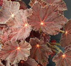 Begonia Firefade Begonia Flowers Perennials Easy To Grow Houseplants