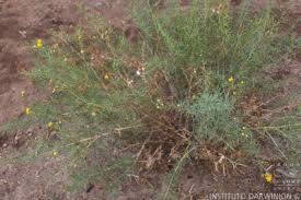 Image result for Octolepis