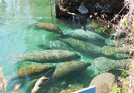 Three Sisters Springs in Crystal River