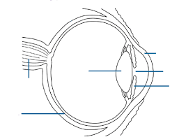 After you've studied all the pieces of the compound microscope, it's time to put your print out the unlabeled microscope diagram, and see if you can fill in all the blanks. Ef 6258 Eye Diagram To Label Printable Download Diagram