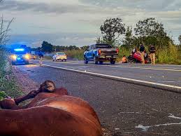 Audiência Pública vai debater impacto de animais soltos nas rodovias do  Piauí - Política
