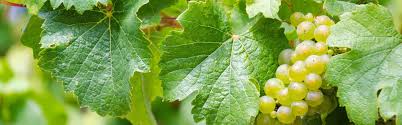 Image result for peronospora grapevine
