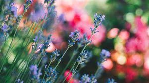 Check spelling or type a new query. Flowers Wallpapers Full Hd Hdtv Fhd 1080p Desktop Backgrounds Hd Pictures And Images