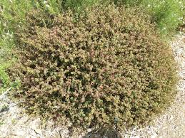 Image result for Acalypha paucifolia