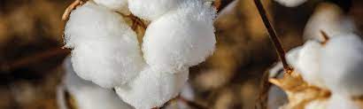 Unscouted cotton usually costs the grower substantially, either through yield losses or unnecessary insecticide applications, neither of which is acceptable. Twinlink
