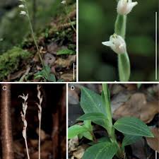 Image result for Goodyera afzelii