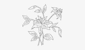 Flower Outline Png Tiger Lily Drawing Free Transparent Png Download Pngkey Dandelion drawing black and white , flower wall transparent background png clipart. flower outline png tiger lily drawing