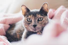 Ob die eigene katze mit ins bett darf, liegt weitgehend im ermessen des halters. Erklart Warum Guckt Mir Meine Katze Beim Sex Zu
