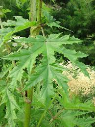 Image result for Heracleum