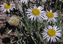 Image result for Erigeron steudelii