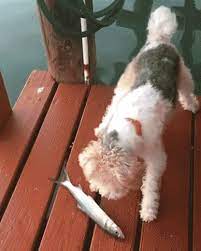 10 Dog Fails That Will Have You Laughing All Day Gifs Funny Gif Funny Animals Bones Funny