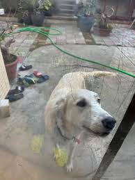 Someone's dog going to my back yard .