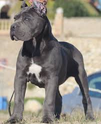 Cane Corso Cane Corso 2020 Kopek Turleri Evcil Hayvanlar Cane Corso