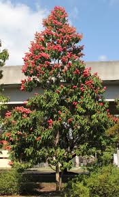 Image result for Triplaris