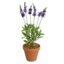 Discover the flower world of potted and shop everything cut flowers, greens, berries, grass, and house plants, garden plants. Artificial Lavender Bush Potted Plant 6 99 Inspirations Wholesale