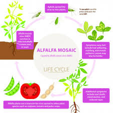 Image result for Alfalfa mosaic virus