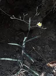 Image result for Launaea cornuta