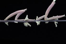 Image result for Catophractes