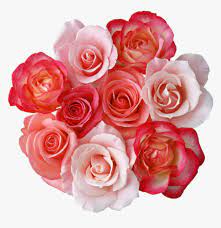 The great collection of flowers wallpapers for desktop free download for desktop, laptop and mobiles. Mq Pink Roses Rose Flowers Flower Beautiful Flower Images Download Hd Png Download Kindpng