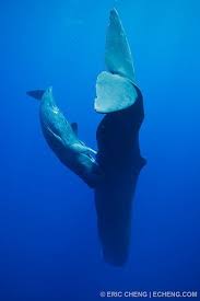 Pin On Marine Biology