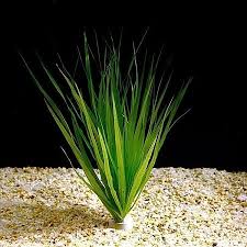 Image result for Blyxa aubertii