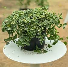 Image result for Asystasia guttata