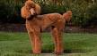 Poodle (Miniature) Dog Breed Information - American Kennel ...