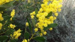 Golden Wattle More Than Just A Pretty Flower Mojo News