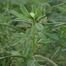 Image result for Trigonella