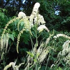 Image result for Acalypha racemosa