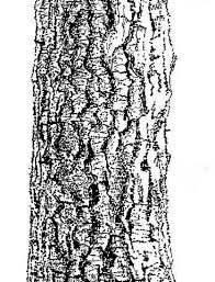 Image result for Strychnos cocculoides