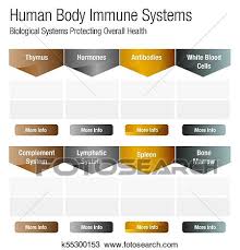 Human Body Immune Systems Chart Clipart K55300153 Fotosearch