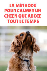 Chien Qui Aboie Aboiement Chien Chien Dresser Un Chien