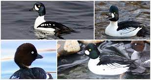 Ir ardi wisuku adisoeroso / cv. Itik Hitam Nama Dan 5 Jenis Mana Yang Lebih Baik Untuk Dipilih Dan Cara Menyimpannya