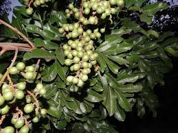 Image result for Deinbollia kilimandscharica