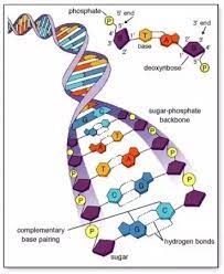Dna has deoxyribose as its sugar. Why Is Dna Negatively Charged Quora